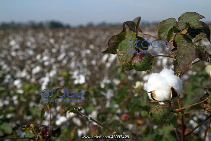 : Cotton Field Ready for Harvest : Cotton Field Ready for Harvest