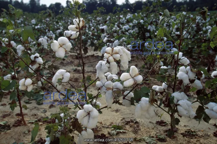 : Cotton Fields : Cotton Fields