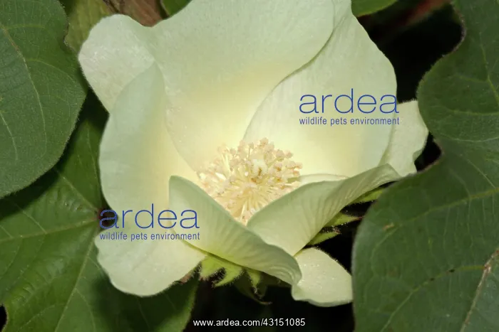 : Cotton flower : Cotton flower