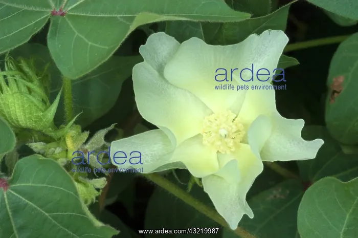  : Cotton Flower