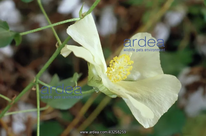  : Cotton Flower