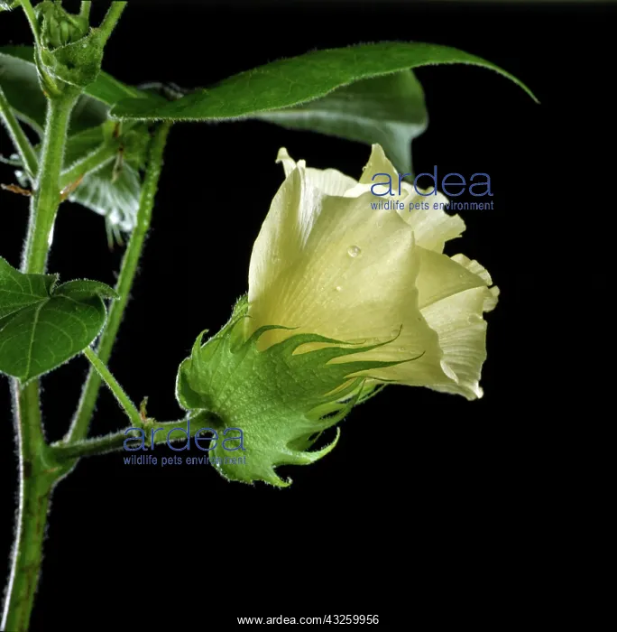 : Cotton flower : Cotton flower