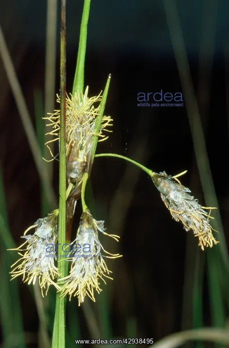  : COTTON GRASS
