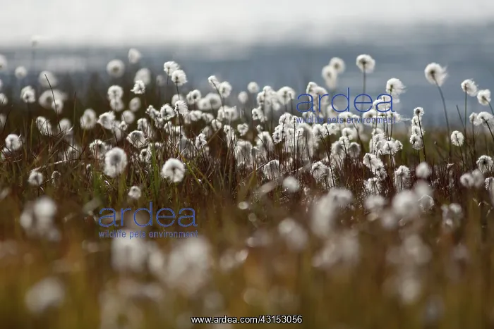 : Cotton Grass : Cotton Grass