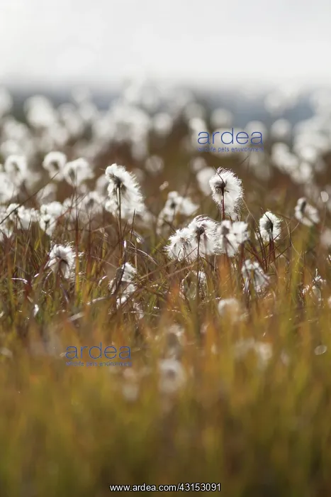 : Cotton Grass : Cotton Grass