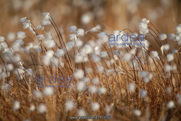 : Cotton Grass : Cotton Grass