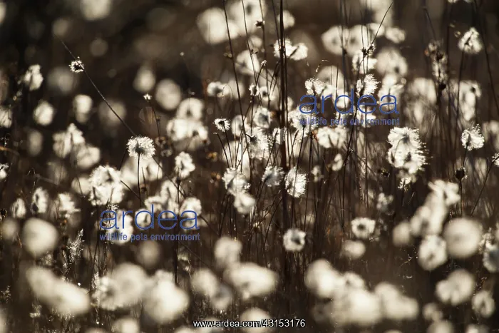 : Cotton Grass : Cotton Grass