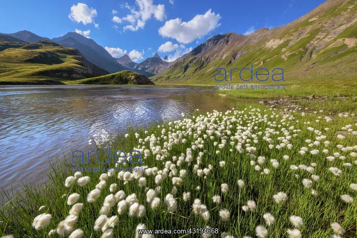 : Cotton grass (Eriophorum sp) on the shores of Goleon : Cotton grass (Eriophorum sp) on the shores of Goleon