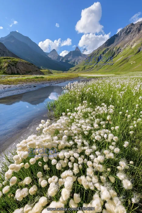 : Cotton grass (Eriophorum sp) on the shores of Goleon : Cotton grass (Eriophorum sp) on the shores of Goleon
