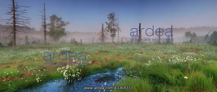: Cotton grass flowers and dead trees in a bog in : Cotton grass flowers and dead trees in a bog in