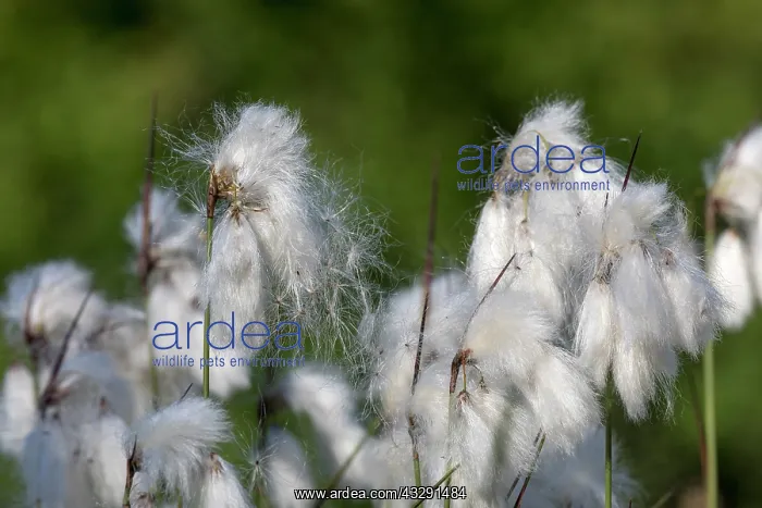 : Cotton Grass - Seed Heads - UK : Cotton Grass - Seed Heads - UK