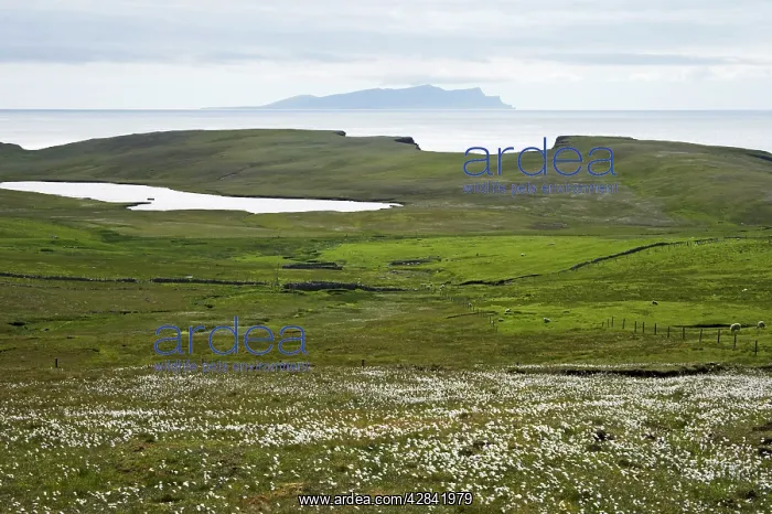 : Cotton Grass and Shetland Coast, with Papa Stour : Cotton Grass and Shetland Coast, with Papa Stour