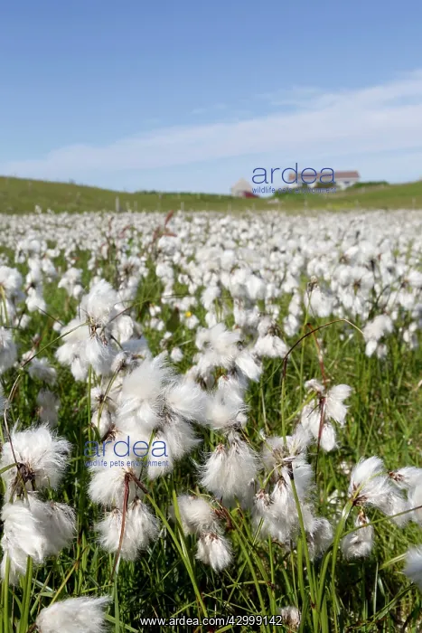 : Cotton Grass - Yell : Cotton Grass - Yell