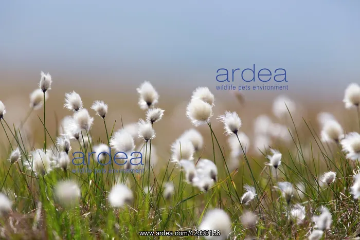 : Cotton Grass - Yell : Cotton Grass - Yell