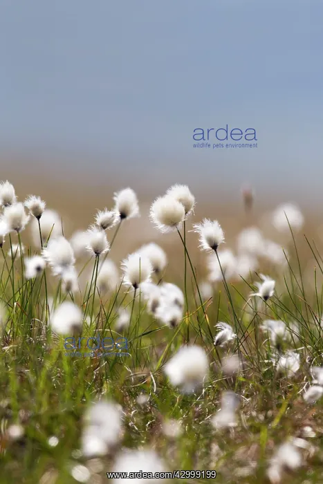 : Cotton Grass - Yell : Cotton Grass - Yell