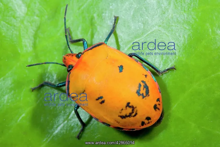 : Cotton Harlequin Bug - female : Cotton Harlequin Bug - female