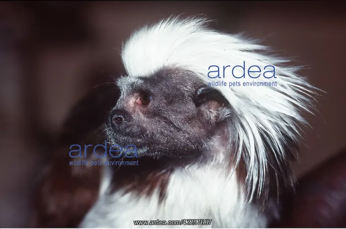 : Cotton-Head / Cotton-Top TAMARIN - Close-up of head : Cotton-Head / Cotton-Top TAMARIN - Close-up of head