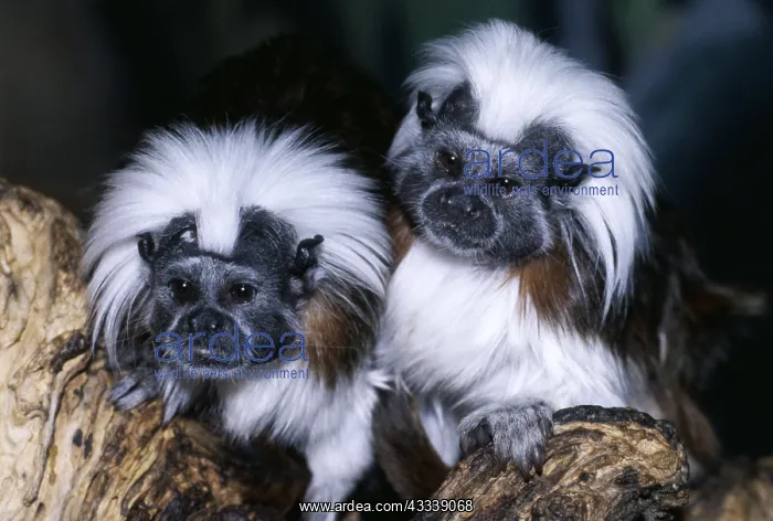 : Cotton-Head / Cotton-Top TAMARIN - (marmoset) two : Cotton-Head / Cotton-Top TAMARIN - (marmoset) two