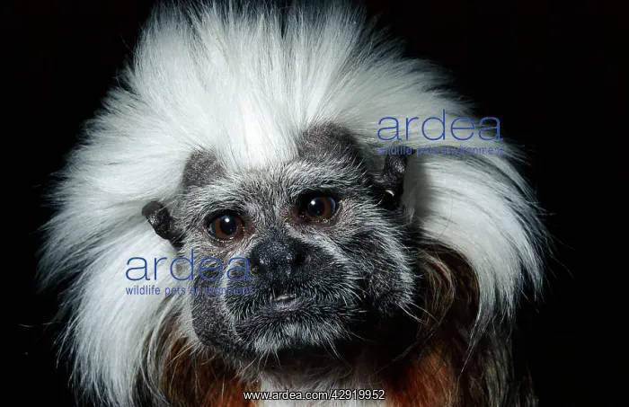 : Cotton-headed Tamarin : Cotton-headed Tamarin