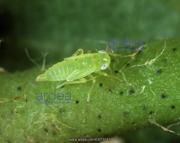 : Cotton jassid nymph : Cotton jassid nymph