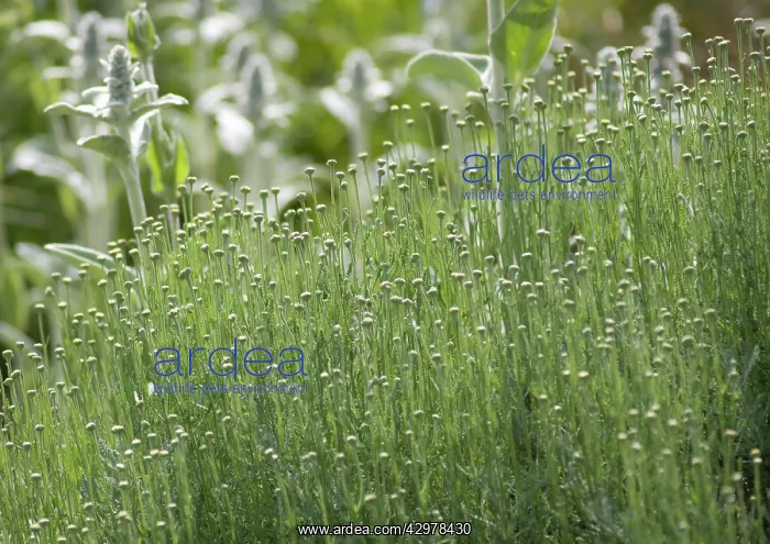 : Cotton Lavender : Cotton Lavender