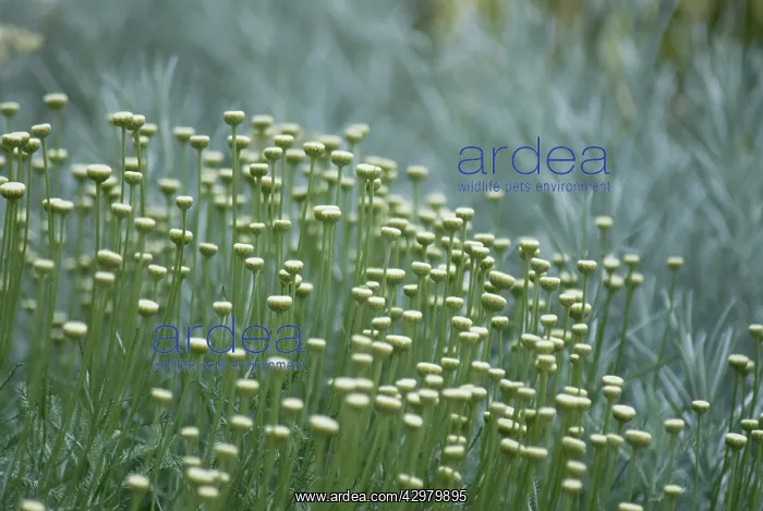 : Cotton lavender : Cotton lavender