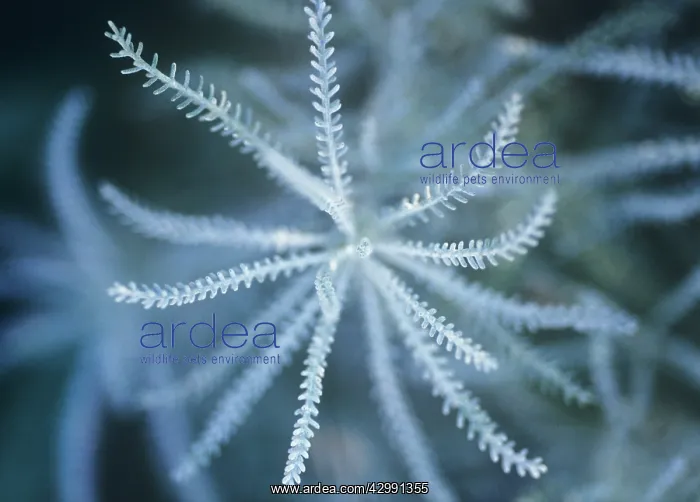 : Cotton Lavender : Cotton Lavender