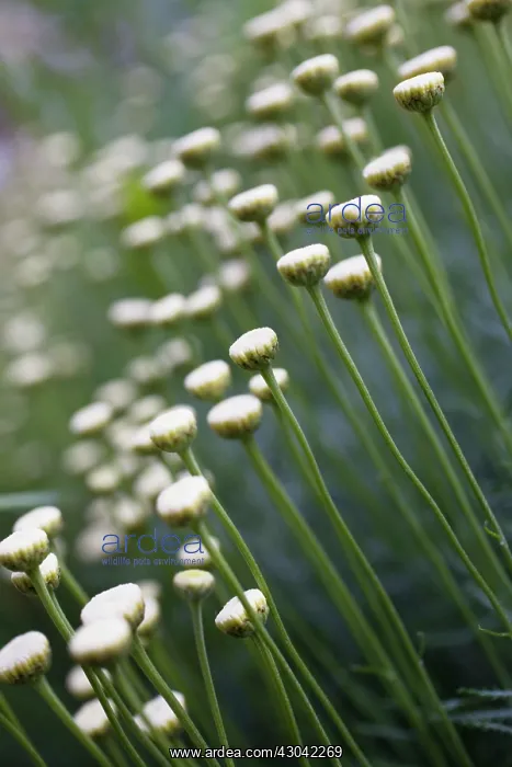 : Cotton Lavender : Cotton Lavender