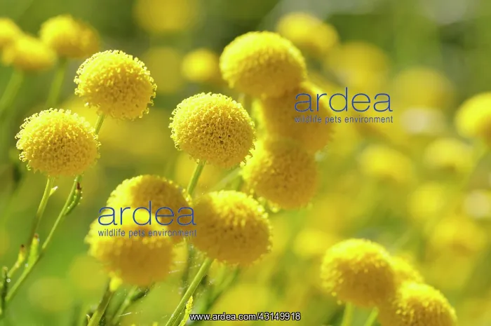 : Cotton lavender, Santolina, Santolina, Santolina : Cotton lavender, Santolina, Santolina, Santolina