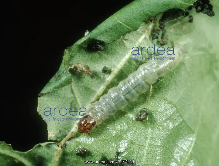 : Cotton leaf roller Caterpillar : Cotton leaf roller Caterpillar