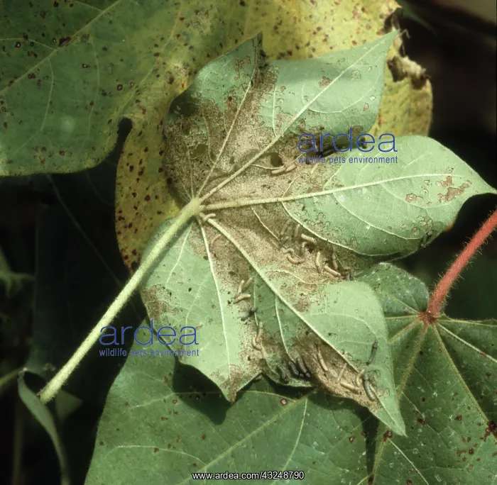 : Cotton leafworm : Cotton leafworm