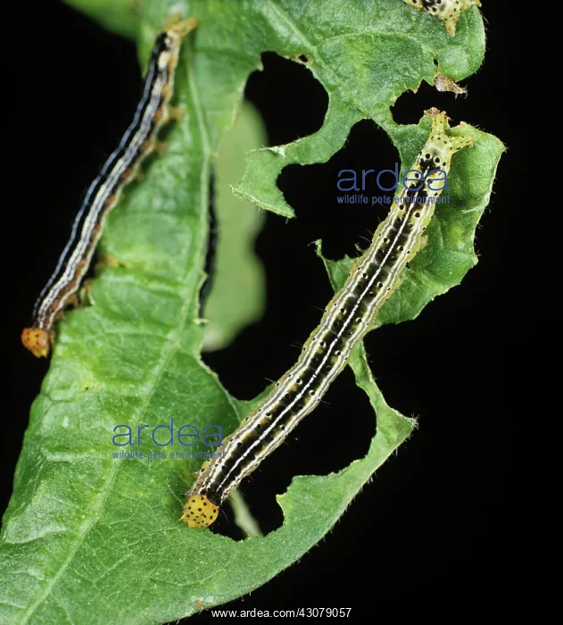 : Cotton leafworm caterpillars : Cotton leafworm caterpillars