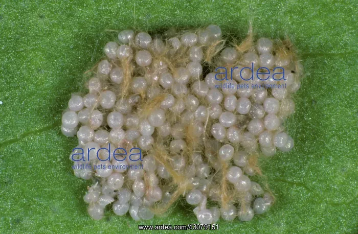 : Cotton leafworm eggs : Cotton leafworm eggs