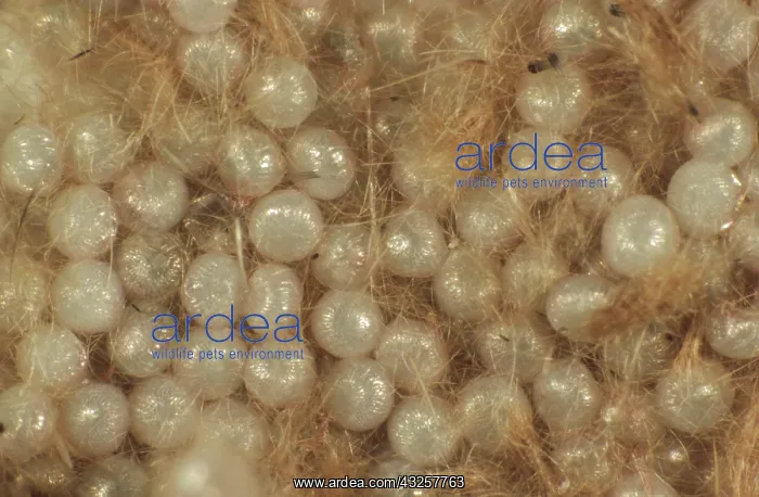 : Cotton leafworm eggs : Cotton leafworm eggs