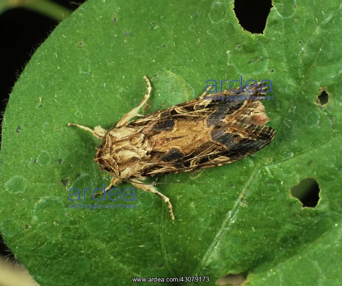 : Cotton leafworm moth : Cotton leafworm moth