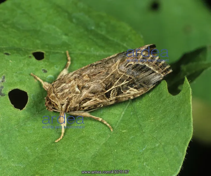 : Cotton leafworm moth : Cotton leafworm moth