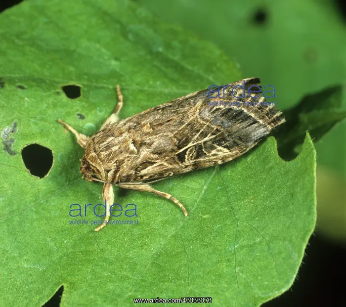 : Cotton leafworm moth : Cotton leafworm moth