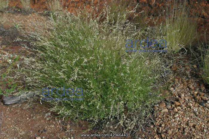 : Cotton Panic Grass : Cotton Panic Grass