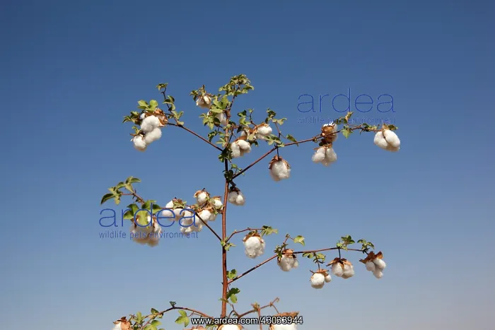 : Cotton Plant : Cotton Plant