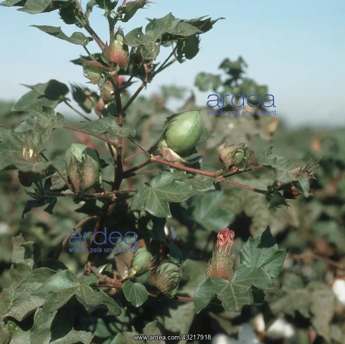 : Cotton plant : Cotton plant