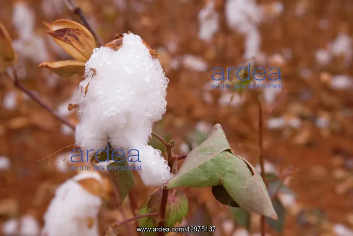 : Cotton plant - a field of cotton ready for cropping : Cotton plant - a field of cotton ready for cropping