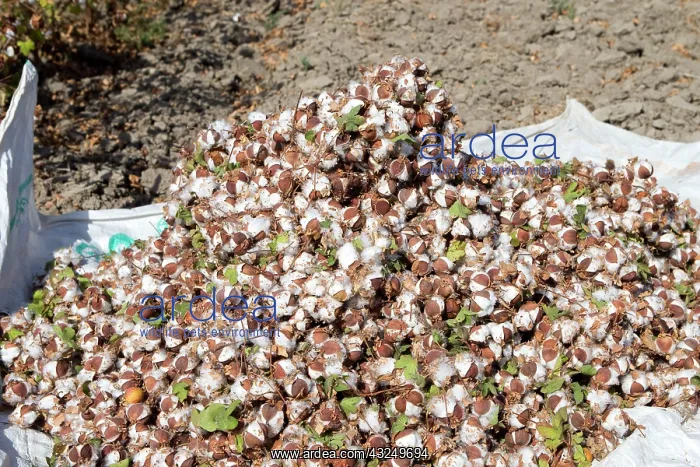 : Cotton Plant harvesting cotton : Cotton Plant harvesting cotton