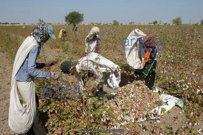 : Cotton Plant workers harvesting cotton : Cotton Plant workers harvesting cotton