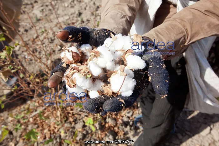 : Cotton Plant workers harvesting cotton : Cotton Plant workers harvesting cotton