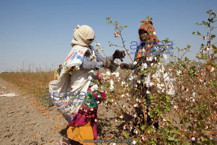 : Cotton Plant workers harvesting cotton : Cotton Plant workers harvesting cotton