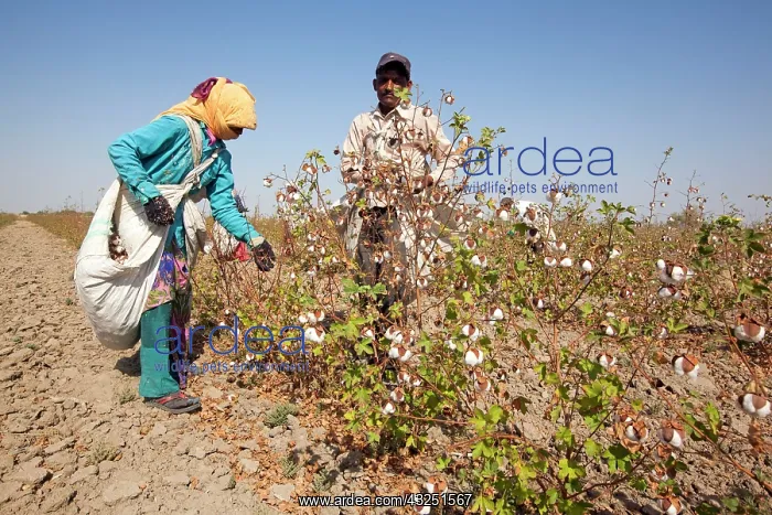 : Cotton Plant workers harvesting cotton : Cotton Plant workers harvesting cotton