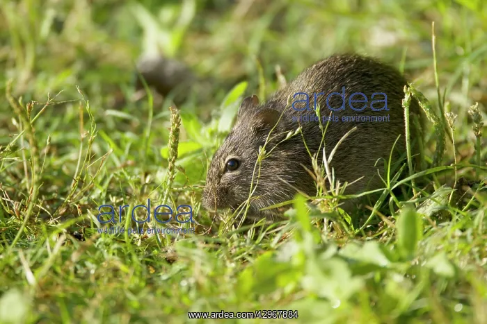 : Cotton Rat - feeding in grassland : Cotton Rat - feeding in grassland