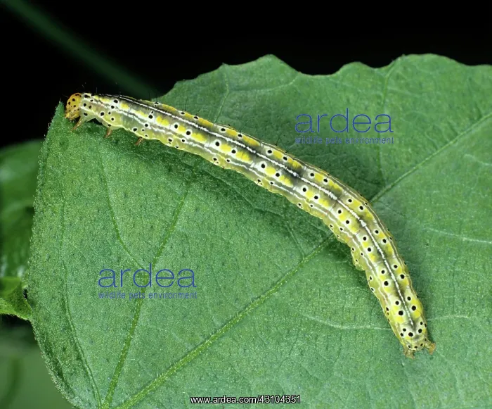 : Cotton semi-looper : Cotton semi-looper