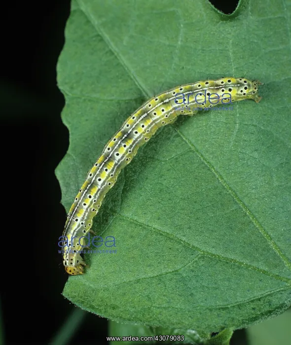 : Cotton semi-looper caterpillar : Cotton semi-looper caterpillar