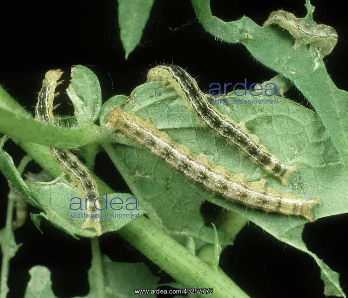  : Cotton semi-looper caterpillars